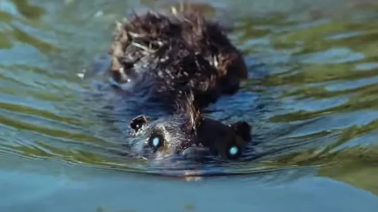 معرفی 14 فیلم ترسناک شگفتانگیز که هرگز دنبالهای نداشتند 9 فیلم Zombeavers (زامبیورز) - فلاتو