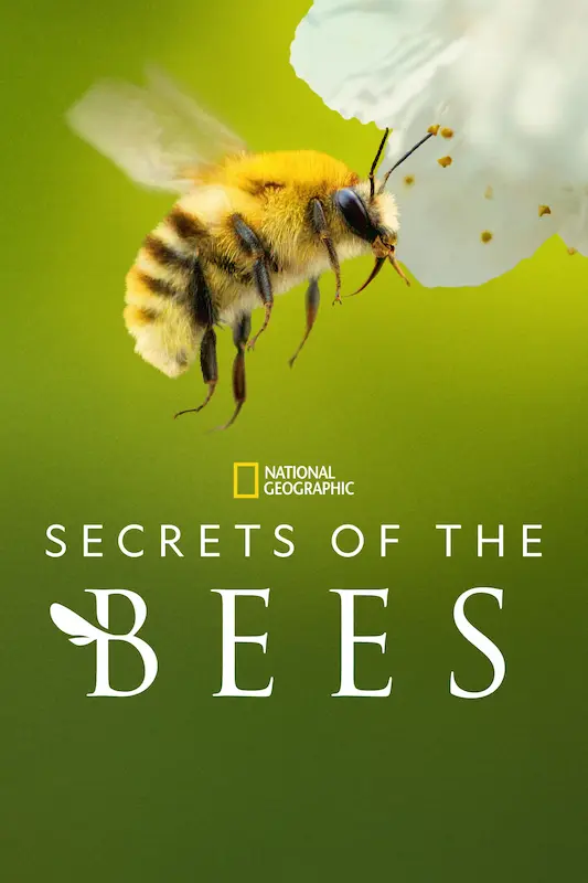معرفی پربینندهترین سریالها و فیلمهای Disney+ این هفته 6 Secrets of the Bees - فلاتو