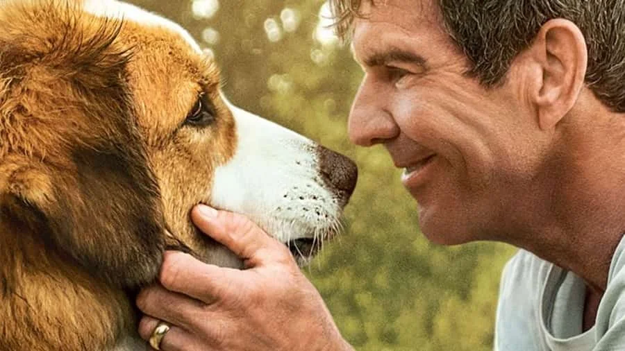 معرفی بهترین فیلمهای انگیزشی و حال خوبکن دوبله فارسی 5 هدف یک سگ - فلاتو