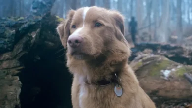 سگ فیلم ترسناک «Good Boy» برای دریافت جایزه بهترین بازیگر اسکار درخواست کرد - فلاتو