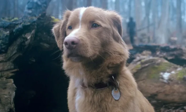 سگ فیلم ترسناک «Good Boy» برای دریافت جایزه بهترین بازیگر اسکار درخواست کرد - فلاتو